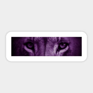 Lion Eyes (Purple) Sticker